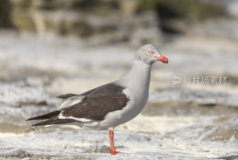 海狮岛的海豚鸥(Larus scoresbii);福克兰群岛